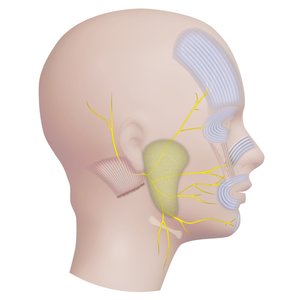Gesichtsnerven HNO Chirurgie